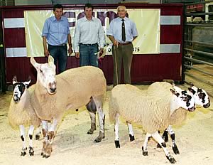 NEMSA 25th anniversary Blue Faced Leicester and progeny show