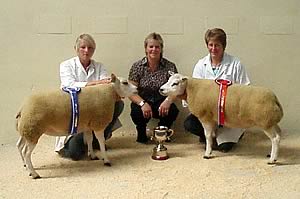 Beltex supreme and reserve champions