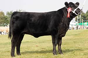 Calf champion Rull Francis