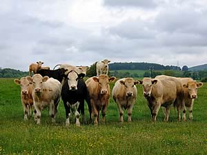 field of cows