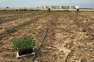 planting in Cyprus