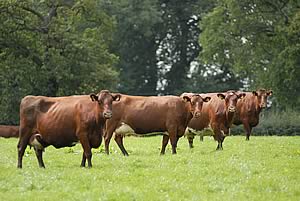 dairy shorthorn cows