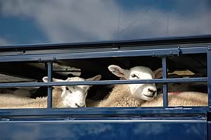 sheep transport