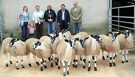 Caton Mule gimmer lambs