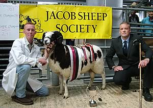 Champion Jacob shearling ram