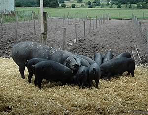 black pigs