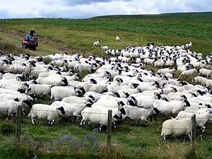blackface sheep flock