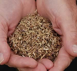 Black-grass seed in hand