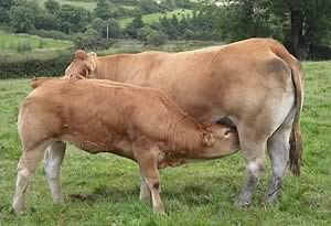 Fedneyhouse Vanity with her December 2008 heifer calf Fedneyhouse Divia, which together made 10,200gns 