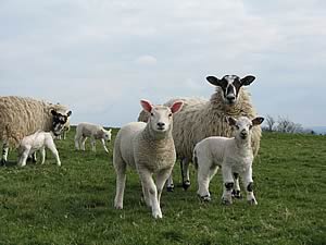 ewes & lambs
