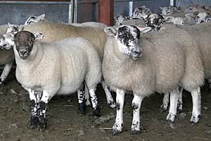 Cross Texel sheep at SAC's Kirkton Farm