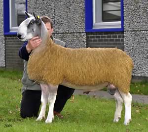 Middle Dukesfield lamb