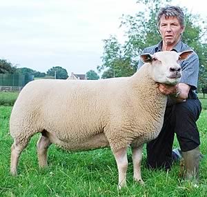 4,000gns Charollais two-shear ewe