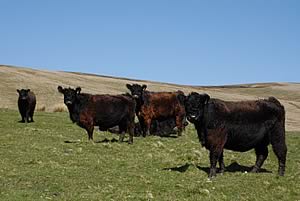galloway cattle on the uplands
