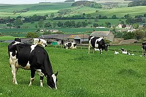 dairy pasture