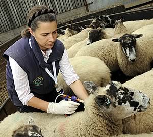 Vet Anne Gibbs vaccinating sheep
