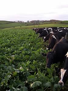 cows feeding on kale