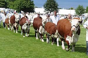hereford cattle parade
