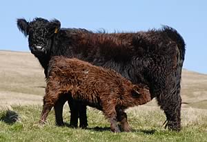 Rowhope Galloway cow and calf