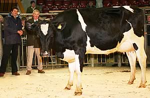 Picston Shottle Daughter 