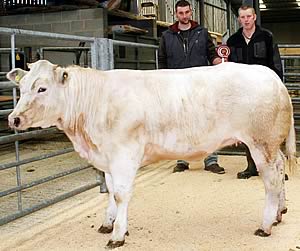 Skipton suckled calves champion