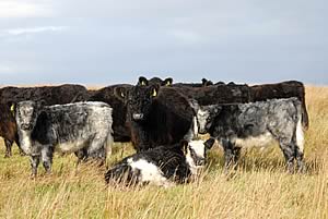galloway cows and blue grey calves
