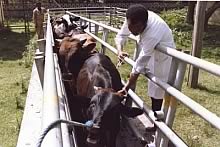vaccinating cattle against rinderpest 