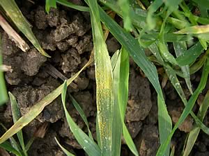 Yellow rust in wheat in Yorkshire in late November