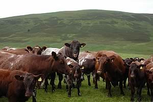 beef shorthorn herd