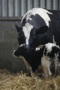 Cow and newborn calf