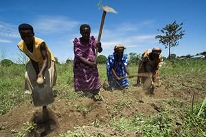 Ugandan field workers
