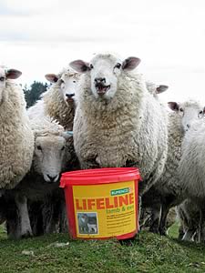 Lifeline should be introduced six weeks before lambing