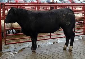 Prime cattle champion from Messrs Blaylock, Hallburn