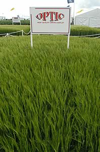 Optic spring barley plot