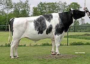 Holstein Bull