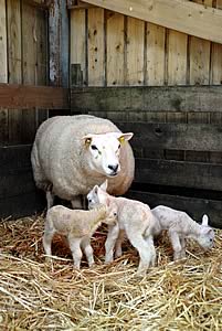 Shepherdess lamb feeding system