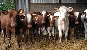 Cotonhall heifers