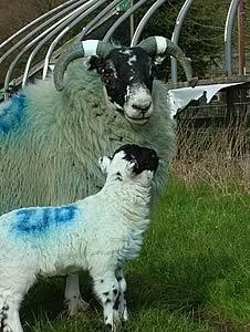 Blackface ewe and lamb