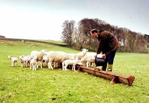 Sheep feeding