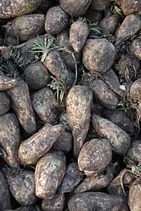 Fodder beet roots