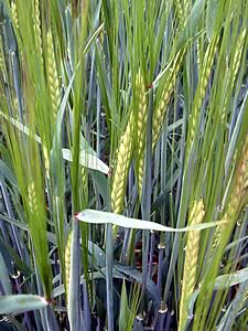 Garner spring barley