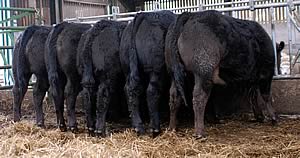 potential show cattle