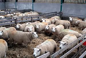 Burtree pedigree Texel flock