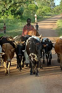 Around one billion poor people depend on livestock production.