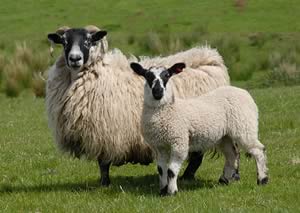 Blackface ewe with her Mule lamb