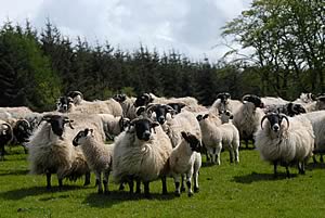 Blackface ewes with their Mule lambs