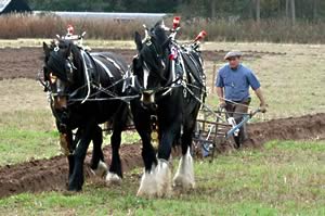 ploughing with horses