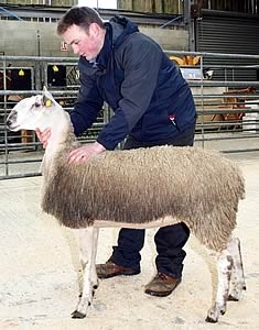 Ashley Caton with his Skipton Bluefaced Leicester champion