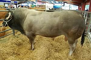 Beef Expo bull