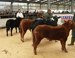 Judging the 2009 Supreme Championship